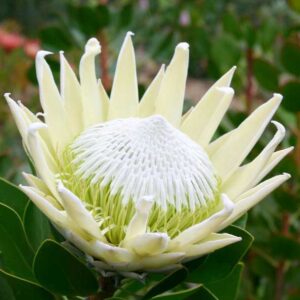 King-White.jpg King White Protea 17cm Pot