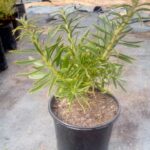 LSP-Succession.jpg Leucospermum Succession 15cm Pot
