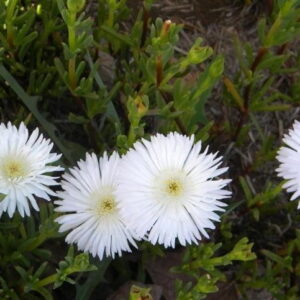 Lampranthus Reptans White 6 Pack