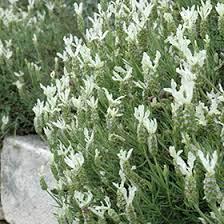 Lavender Stoechas White 4 Pack Tray