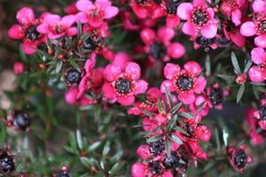 Leptospermum 'Cherry Brandy' 128 Plug Tray