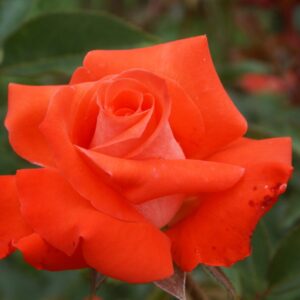Lesotho Prince Hybrid Tea Rose 5lt