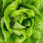 Lettuce-Butter-Green-6-pack.jpeg Lettuce Butter Green 6 pack