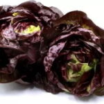 Lettuce Butter Red 6 pack