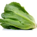 Lettuce Green Cos 6 pack
