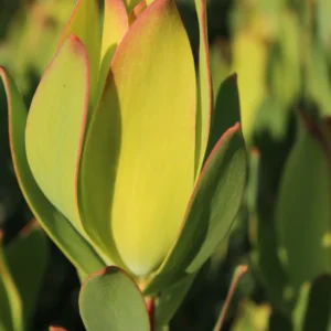 Leucadendron Ayoba® African Glow 15cm Pot