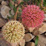 Leucospermum Hullabaloo (pincushion) 15cm Pot