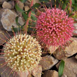 Leucospermum Hullabaloo (pincushion) 15cm Pot