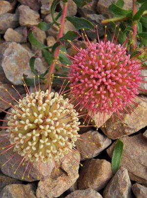 Leucospermum Hullabaloo (pincushion) 15cm Pot