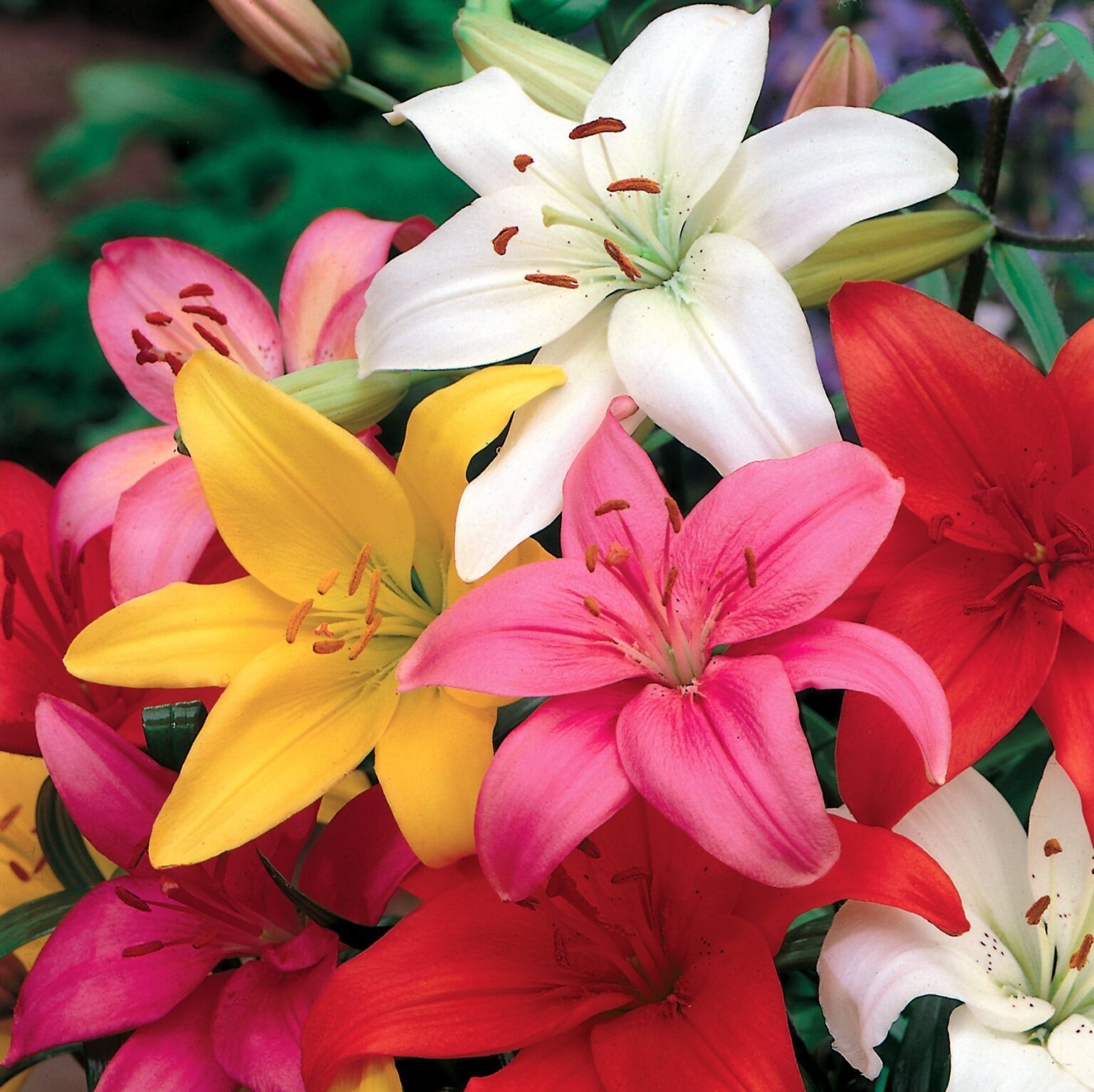 Lilium - Asiatic Bulbs Assorted Colours - ClicknPlant Online Nursery ...