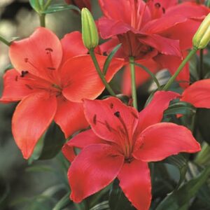Lilium - Asiatic Bulbs Orange Red