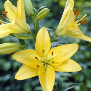 Lilium Bulbs (St Joseph Lily) for sale at clicknplant nursery