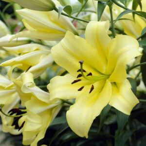 Lilium Oriental Bulbs - Serano - Yellow