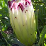 Protea 'Limelight' 15cm Pot