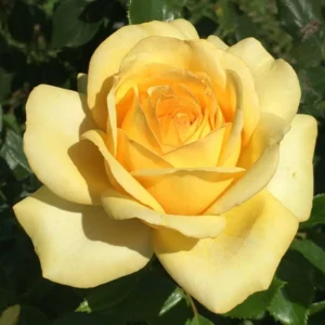 Limelight Panarosa Rose 5lt