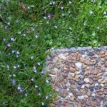 Lobelia Anceps 6 Pack