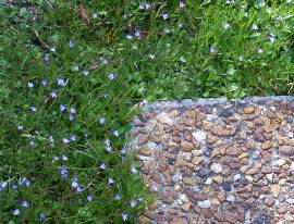 Lobelia Anceps 6 Pack