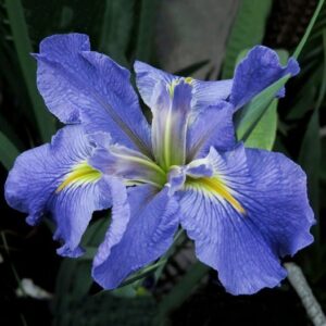 Iris Louisiana-Sinfonietta Bulbs