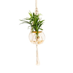 Macrame-Hanger-with-15cm-Fishbowl-and-Areca-Bamboo.jpeg Macrame Hanger with 15cm Fishbowl and Areca Bamboo
