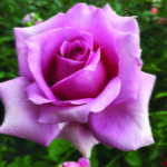 Madiba Hybrid Tea Rose 5lt