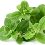 Marjoram Sweet 6 Pack Tray