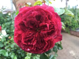 Marsala Grandirosa KORsalamar Panarosa Rose 5lt