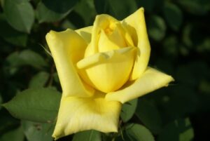 Mellow Yellow Climbing Rose 5lt
