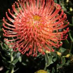 Leucospermum Memory (pincushion) 15cm Pot