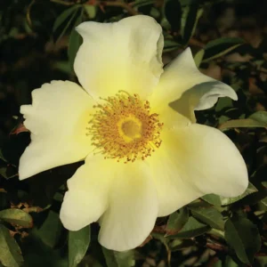 Mermaid Climbing Rose 5lt