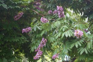 Millettia Grandis 200lt Common Name: Umzimbeet