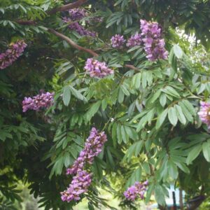 Millettia Grandis 200lt Common Name: Umzimbeet