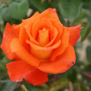 Monica Hybrid Tea Rose 5lt