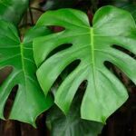 Monstera Deliciosa 128 Plug Tray