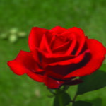 Mother’s Value Hybrid Tea Rose 5lt