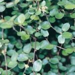 Muehlenbeckia Axillaris 128 Plug Tray