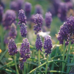 Muscari - Heavenly Blue Bulbs
