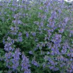 Nepeta Six Hills Giant 6 Pack