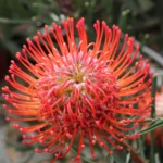Orange Blaze Leucospermum (pincushion) 15cm Pot Orange Blaze Leucospermum (pincushion) 15cm Pot