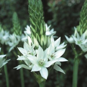 Ornithogalum-Regular Bulbs