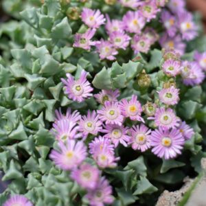 Oscullaria Deltoides 6 Pack