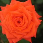 Oudtshoorn Joy Hybrid Tea Rose 5lt