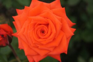 Oudtshoorn Joy Hybrid Tea Rose 5lt