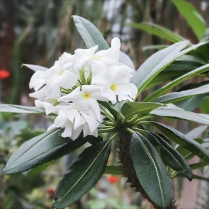 Pachypodium Lamerei 128 Plug Tray