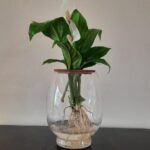 Barrel Vase with Peace Lily 20cm