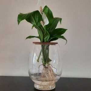 Barrel Vase with Peace Lily 20cm
