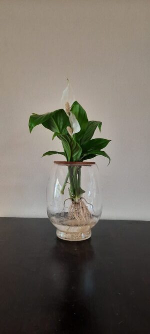 Peacelilly-20cm-barrel-vase.jpeg Barrel Vase with Peace Lily 20cm