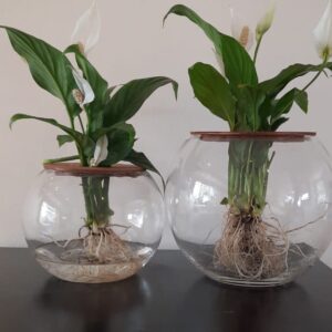 Fishbowl with Peace Lily
