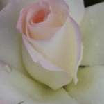 Pearl of Bedfordview Rose STD 90cm