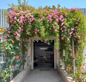 Peggy Martin Climbing Rose 5lt