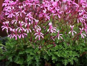 Pelargonium Ionidiflorum 6 Pack